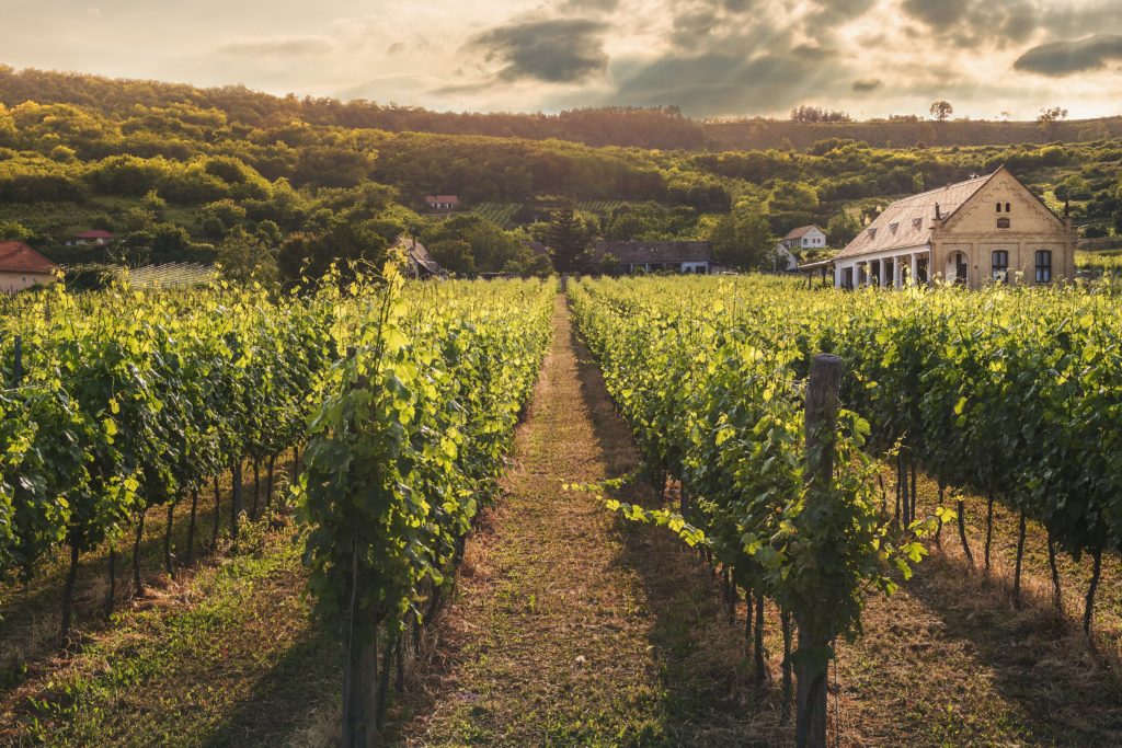 Imagen de un viñedo. El sector vitivinícola ha incrementado notablemente sus gastos de energía, por lo que el ahorro energético en bodegas se ha convertido en imprescindible en los últimos años.