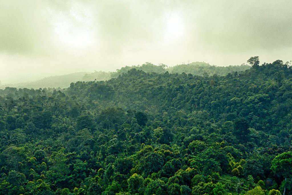 Imagen de un bosque al atardecer. Desde la UE se trabaja para conseguir la neutralidad de carbono.